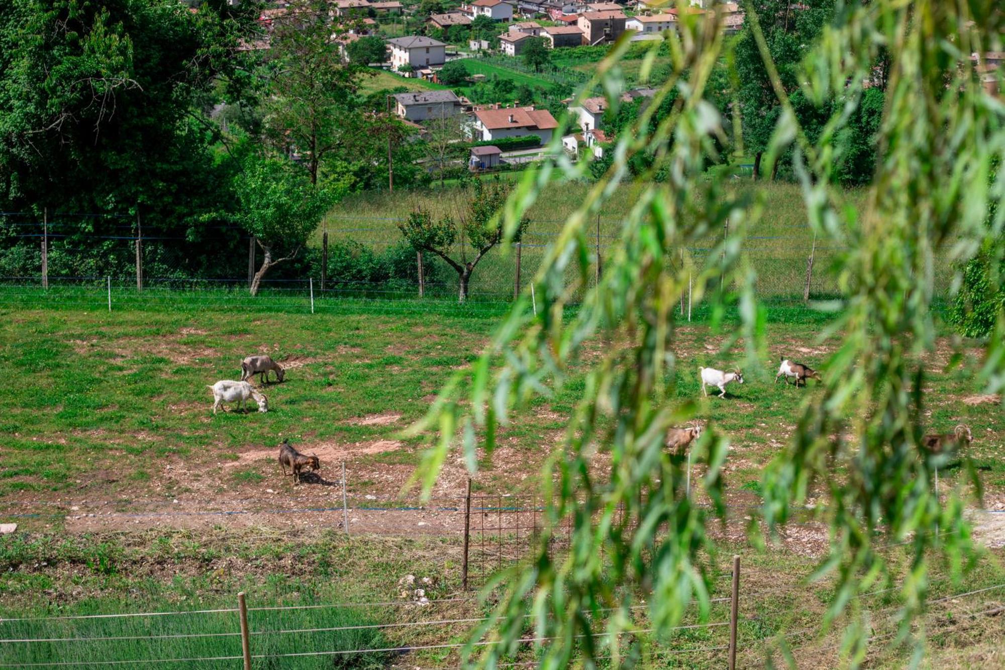 Agriturismo Riva Dei Coz Sequsino Ngoại thất bức ảnh